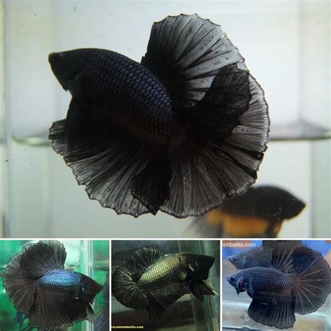 how to buy betta fish from thailand|Siamimbellis .